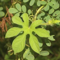 Ipomoea pes-tigridis L.